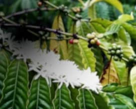 Experiência com Café